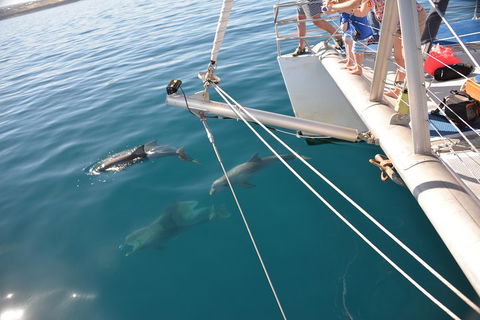 Dolphin Cruise From Adelaide With Optional Dolphin Swim - Accommodation Australia 1