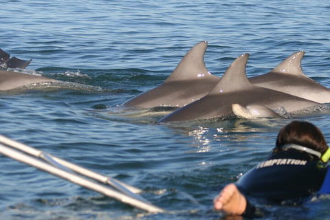 Dolphin Cruise From Adelaide With Optional Dolphin Swim - Accommodation Australia 2