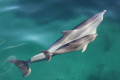 Dolphin Cruise From Adelaide With Optional Dolphin Swim - Accommodation Australia 4