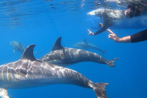 Dolphin Cruise From Adelaide With Optional Dolphin Swim - Accommodation Australia 5