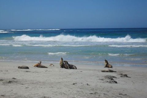 Kangaroo Island In A Day Tour From Adelaide - Local Tourism 1