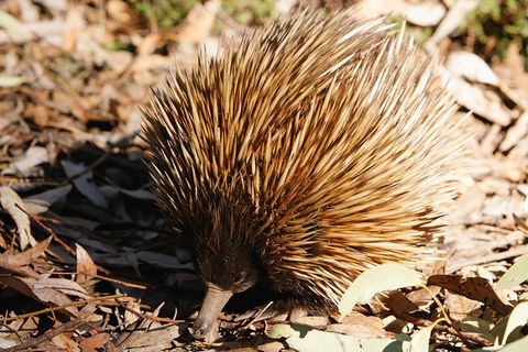 Kangaroo Island In A Day Tour From Adelaide - Local Tourism 2