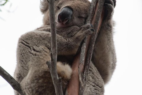 2-Day Kangaroo Island 4WD Small-Group Tour From Adelaide - Local Tourism 0