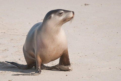 2-Day Kangaroo Island 4WD Small-Group Tour From Adelaide - Local Tourism 4