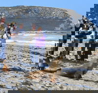 Full day Seal Bay Experience departing from Kangaroo Island - Local Tourism