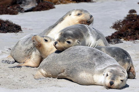 Small-Group Kangaroo Island 4WD Tour From Adelaide - Local Tourism 1