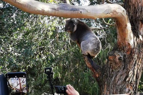Small-Group Great Ocean Road Day Trip From Melbourne - Accommodation Australia 0