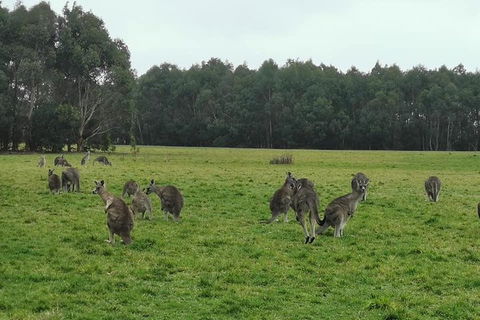 Private Tour: Great Ocean Road From Melbourne - Accommodation Australia 4