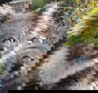 Kuranda Koala Gardens and Birdworld Admission Tickets - Accommodation Australia