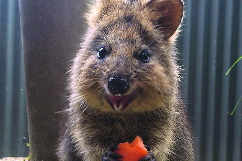 Kuranda Koala Gardens And Birdworld Admission Tickets - Accommodation Australia 2