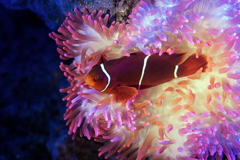 Cairns Aquarium By Twilight With 3-Course Dinner - Local Tourism 0