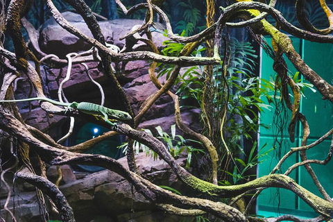 Cairns Aquarium By Twilight With 3-Course Dinner - Local Tourism 2