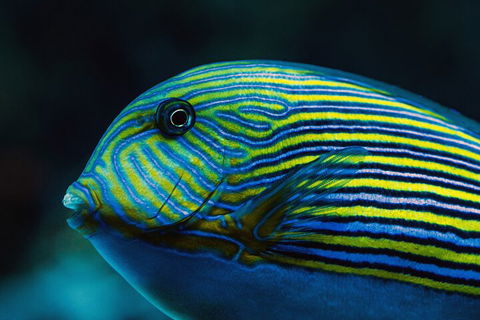 Cairns Aquarium By Twilight With 3-Course Dinner - Local Tourism 5