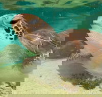 Cairns Aquarium Marine Life Encounter Ticket with 2-Course Lunch - Accommodation Australia