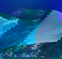 Cairns Aquarium Family Ticket - Accommodation Australia