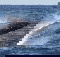 Whale Watching by Sea World Cruises - Local Tourism