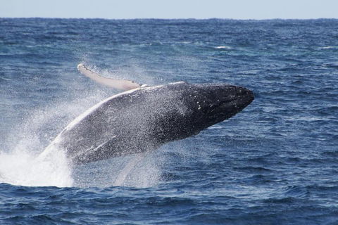 Whale Watching By Sea World Cruises - Accommodation Australia 0