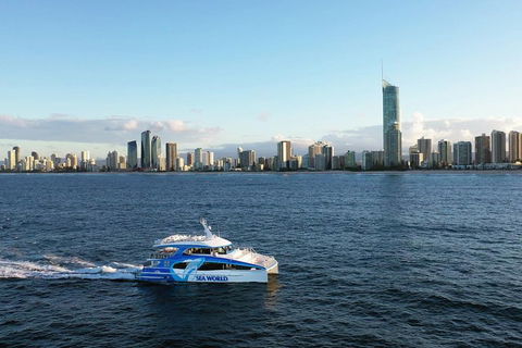Whale Watching By Sea World Cruises - Accommodation Australia 1