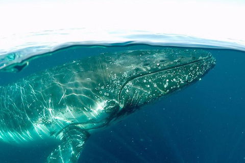 Whale Watching By Sea World Cruises - Accommodation Australia 2