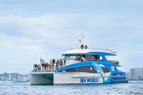 Whale Watching By Sea World Cruises - Accommodation Australia 3