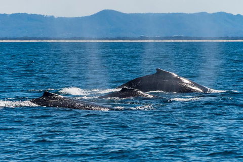 Whale Watching By Sea World Cruises - Accommodation Australia 4