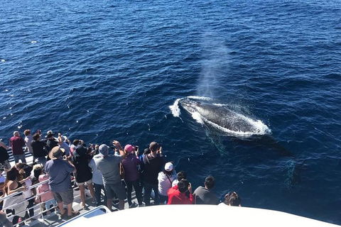 Whale Watching By Sea World Cruises - Accommodation Australia 5