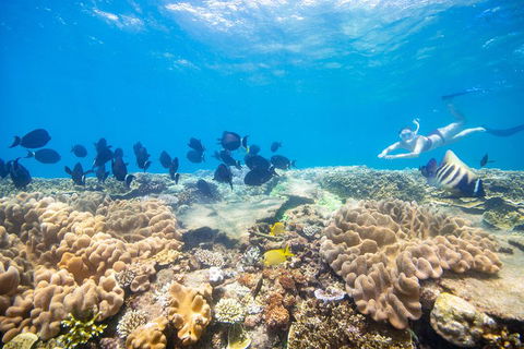Outer Reef Pontoon Experience From Cairns - Accommodation Australia 4
