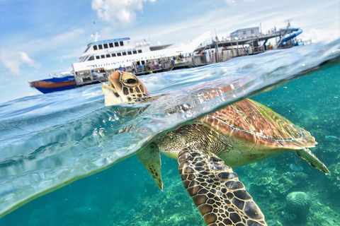 Outer Reef Pontoon Experience From Cairns - Accommodation Australia 5