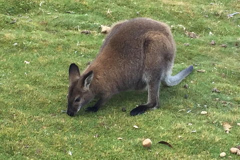 Cradle Mountain Day Tour From Launceston Including Lunch - Local Tourism 5