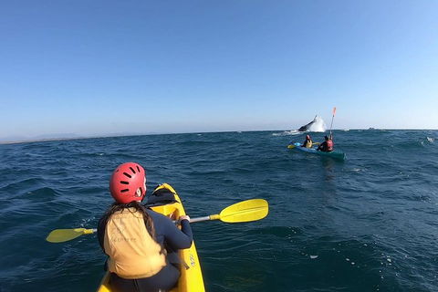 Kayaking With Dolphins In Byron Bay Guided Tour - Local Tourism 3