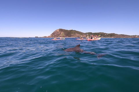 Kayaking With Dolphins In Byron Bay Guided Tour - Local Tourism 5