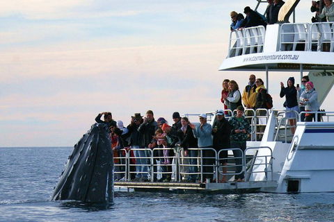 Hervey Bay Whale Watching Cruise - Local Tourism 1