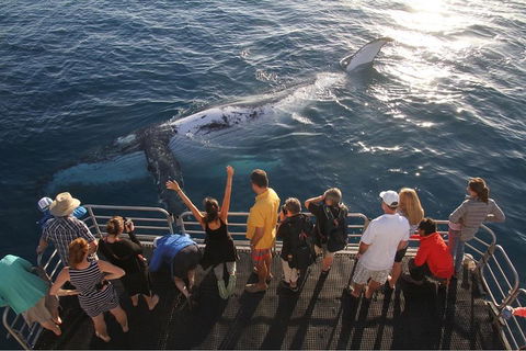 Hervey Bay Whale Watching Cruise - Local Tourism 4