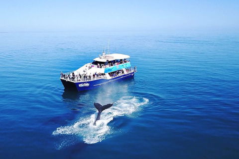 Hervey Bay Whale Watching Cruise - Local Tourism 5