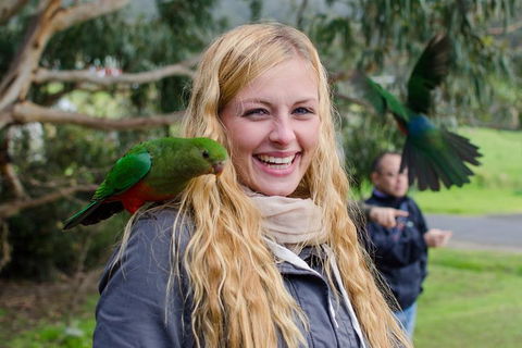 Great Ocean Road Reverse Itinerary With 12 Apostles From Melbourne - Accommodation Australia 0