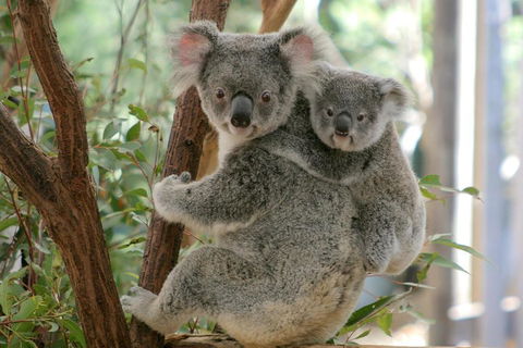 Lone Pine Koala Sanctuary Admission With Brisbane River Cruise - Accommodation Australia 3
