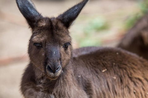 Australian Wildlife Tour At Melbourne Zoo Ticket - Local Tourism 0