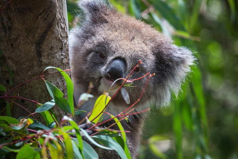 Australian Wildlife Tour At Melbourne Zoo Ticket - Local Tourism 1