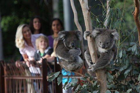Australian Wildlife Tour At Melbourne Zoo Ticket - Local Tourism 2