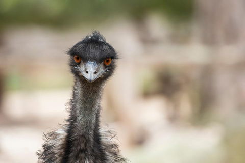 Australian Wildlife Tour At Melbourne Zoo Ticket - Local Tourism 3