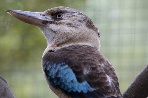 Australian Wildlife Tour At Melbourne Zoo Ticket - Local Tourism 4