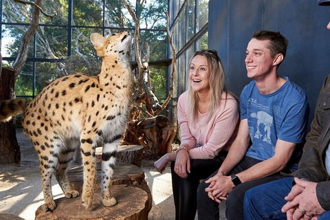 African Cat Encounter At Werribee Open Range Zoo - Accommodation Australia 0