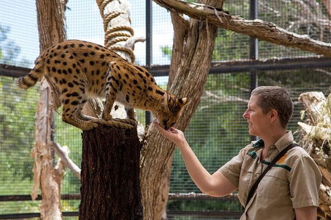 African Cat Encounter At Werribee Open Range Zoo - Accommodation Australia 2