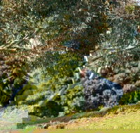 Early Morning Savannah Experience - Local Tourism