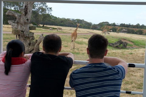 Off-Road Safari At Werribee Open Range Zoo - Local Tourism 4