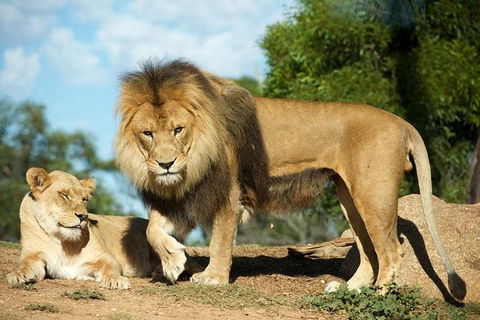 Werribee Open Range Zoo General Admission Ticket - Accommodation Australia 1