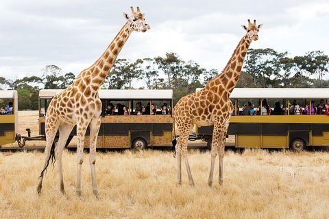 Werribee Open Range Zoo General Admission Ticket - Accommodation Australia 2