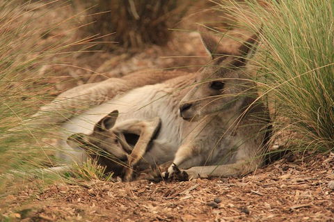 Werribee Open Range Zoo General Admission Ticket - Accommodation Australia 3