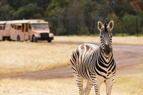 Werribee Open Range Zoo General Admission Ticket - Accommodation Australia 5