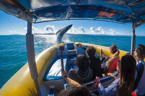 Ocean Rafting Tour To Whitehaven Beach, Hill Inlet Lookout & Top Snorkel Spots - Local Tourism 4